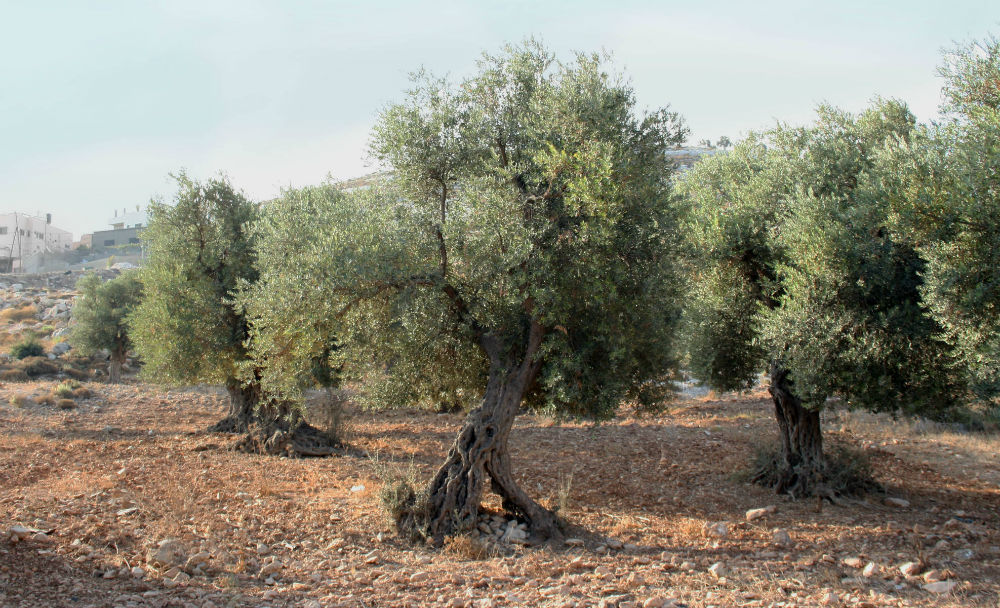 Olive tree cultivation - AZUD